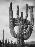 Full view of cactus and surrounding shrubs, In Saguaro National Monument, Arizona, ca. 1941-1942-Ansel Adams-Art Print