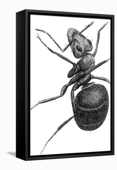 Ant, 17th Century Artwork-Library of Congress-Framed Premier Image Canvas