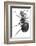 Ant, 17th Century Artwork-Library of Congress-Framed Photographic Print