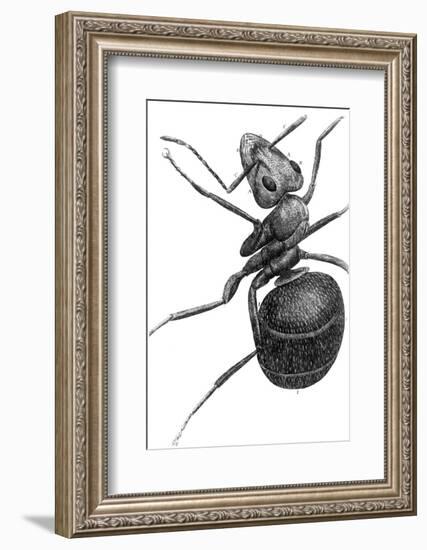 Ant, 17th Century Artwork-Library of Congress-Framed Photographic Print