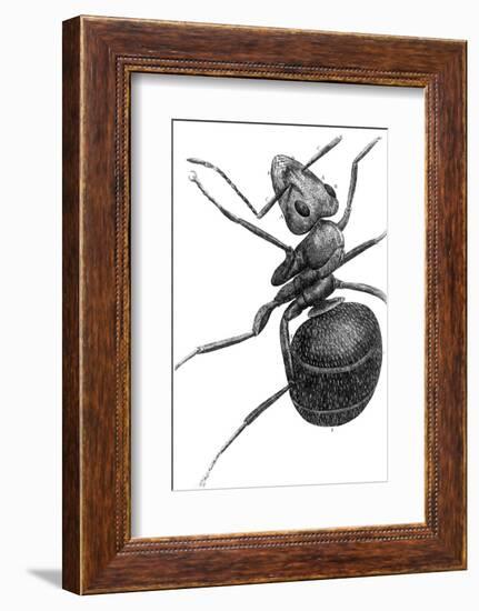 Ant, 17th Century Artwork-Library of Congress-Framed Photographic Print