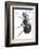 Ant, 17th Century Artwork-Library of Congress-Framed Photographic Print
