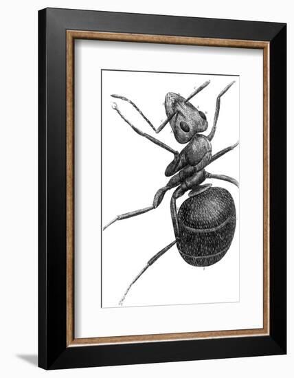 Ant, 17th Century Artwork-Library of Congress-Framed Photographic Print