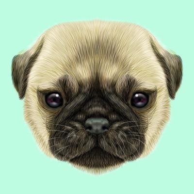 Illustrated Portrait of Pug Puppy. Cute Fluffy Fawn Face of