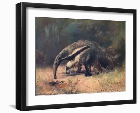 Ant-Eater, Cuthbert Swan-Cuthbert Swan-Framed Art Print