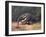 Ant-Eater, Cuthbert Swan-Cuthbert Swan-Framed Art Print