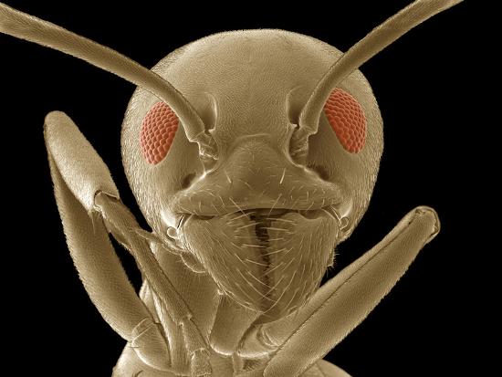 ant face showing the antennae compound eyes mouthparts and