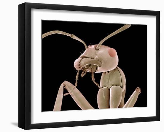 Ant Head, SEM-Susumu Nishinaga-Framed Photographic Print