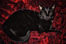 Black Cat in Regal Repose  2020  (photograph)-Ant Smith-Framed Photographic Print