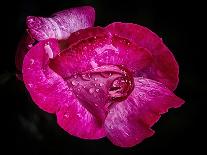 Rose with raindrops, 2021,(photograph)-Ant Smith-Giclee Print