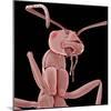 Ant-Micro Discovery-Mounted Photographic Print