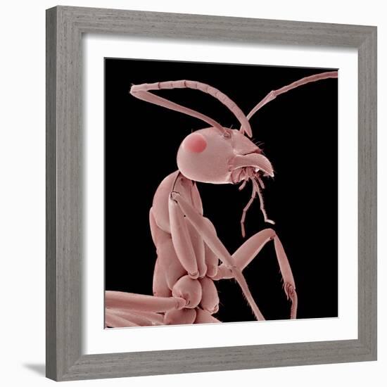 Ant-Micro Discovery-Framed Photographic Print