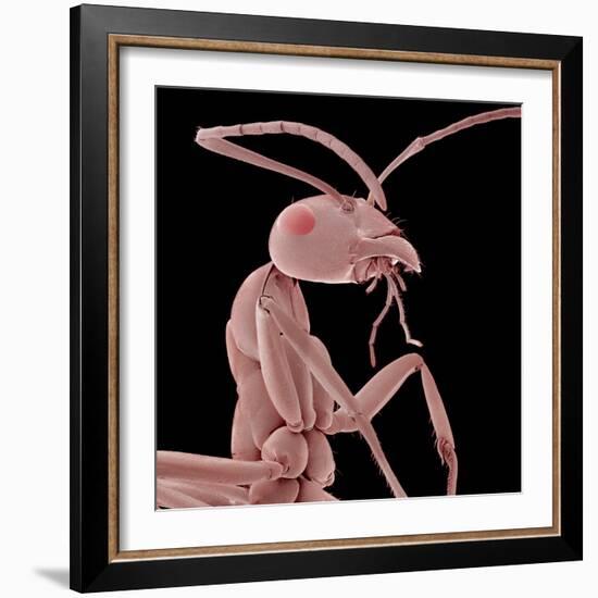 Ant-Micro Discovery-Framed Photographic Print