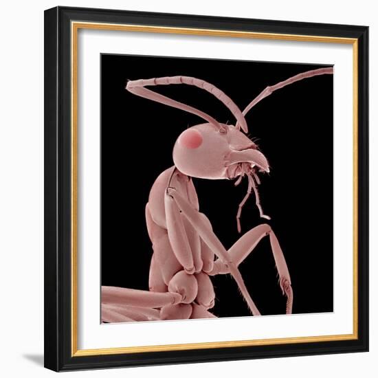 Ant-Micro Discovery-Framed Photographic Print