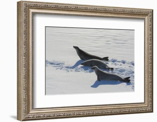 Antarctic Circle, the Gullet. Crabeater Seal on an Ice Floe-Inger Hogstrom-Framed Photographic Print