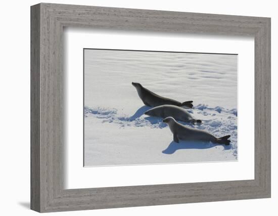 Antarctic Circle, the Gullet. Crabeater Seal on an Ice Floe-Inger Hogstrom-Framed Photographic Print