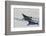 Antarctic Circle, the Gullet. Crabeater Seal on an Ice Floe-Inger Hogstrom-Framed Photographic Print