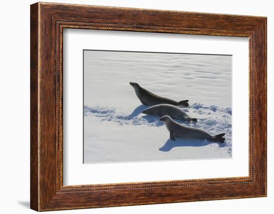 Antarctic Circle, the Gullet. Crabeater Seal on an Ice Floe-Inger Hogstrom-Framed Photographic Print