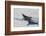 Antarctic Circle, the Gullet. Crabeater Seal on an Ice Floe-Inger Hogstrom-Framed Photographic Print