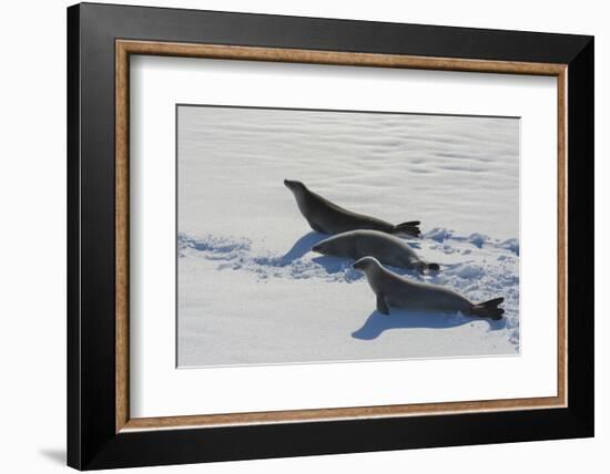 Antarctic Circle, the Gullet. Crabeater Seal on an Ice Floe-Inger Hogstrom-Framed Photographic Print