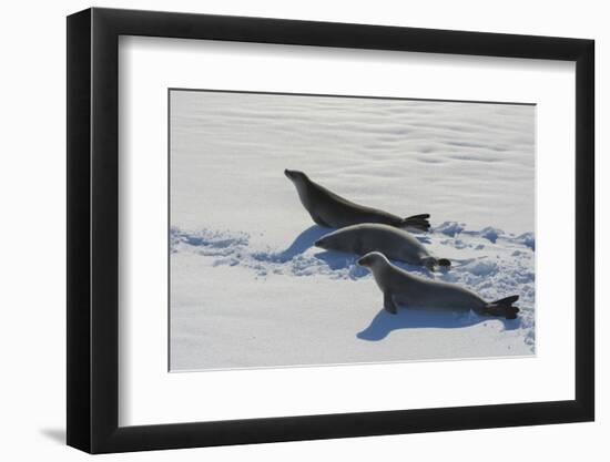 Antarctic Circle, the Gullet. Crabeater Seal on an Ice Floe-Inger Hogstrom-Framed Photographic Print