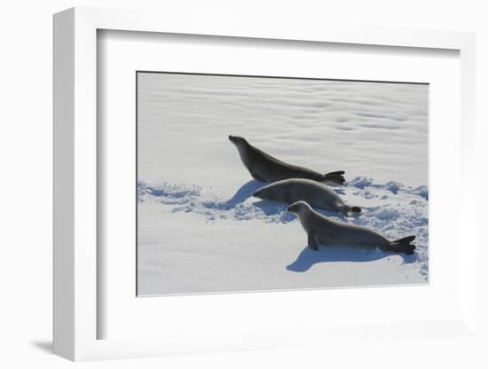 Antarctic Circle, the Gullet. Crabeater Seal on an Ice Floe-Inger Hogstrom-Framed Photographic Print