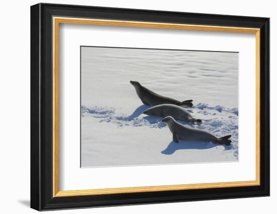 Antarctic Circle, the Gullet. Crabeater Seal on an Ice Floe-Inger Hogstrom-Framed Photographic Print