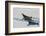 Antarctic Circle, the Gullet. Crabeater Seal on an Ice Floe-Inger Hogstrom-Framed Photographic Print