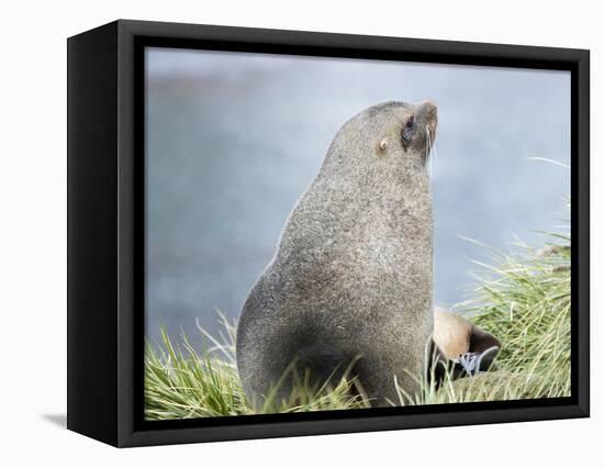 Antarctic Fur Seal (Arctocephalus gazella). Bull in typical Tussock Grass habitat.-Martin Zwick-Framed Premier Image Canvas