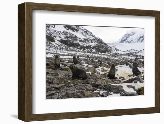 Antarctic fur seal (Arctocephalus gazella) colony, Coronation Island, South Orkney Islands, Antarct-Michael Runkel-Framed Photographic Print