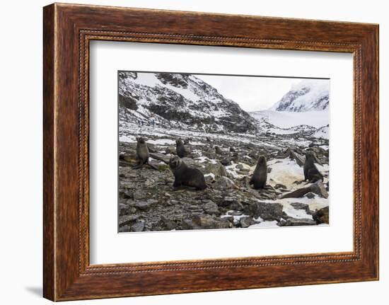 Antarctic fur seal (Arctocephalus gazella) colony, Coronation Island, South Orkney Islands, Antarct-Michael Runkel-Framed Photographic Print