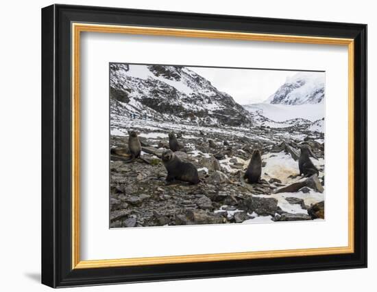 Antarctic fur seal (Arctocephalus gazella) colony, Coronation Island, South Orkney Islands, Antarct-Michael Runkel-Framed Photographic Print