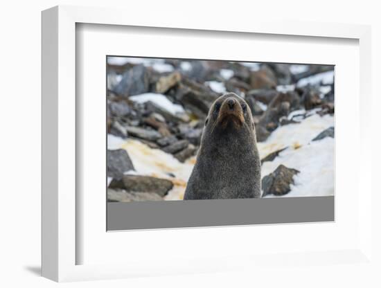 Antarctic fur seal (Arctocephalus gazella), Coronation Island, South Orkney Islands, Antarctica, Po-Michael Runkel-Framed Photographic Print