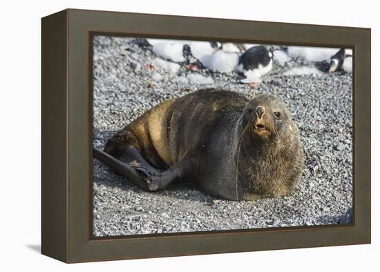 Antarctic fur seal (Arctocephalus gazella), Gourdin Island, Antarctica, Polar Regions-Michael Runkel-Framed Premier Image Canvas