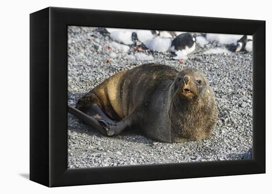 Antarctic fur seal (Arctocephalus gazella), Gourdin Island, Antarctica, Polar Regions-Michael Runkel-Framed Premier Image Canvas