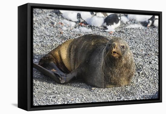 Antarctic fur seal (Arctocephalus gazella), Gourdin Island, Antarctica, Polar Regions-Michael Runkel-Framed Premier Image Canvas