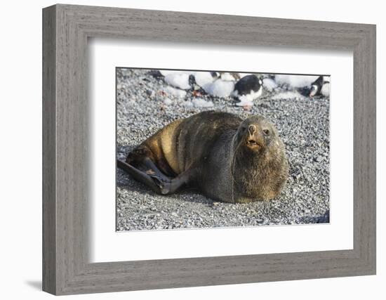 Antarctic fur seal (Arctocephalus gazella), Gourdin Island, Antarctica, Polar Regions-Michael Runkel-Framed Photographic Print