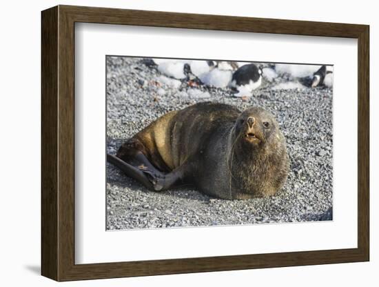 Antarctic fur seal (Arctocephalus gazella), Gourdin Island, Antarctica, Polar Regions-Michael Runkel-Framed Photographic Print