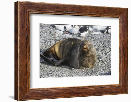 Antarctic fur seal (Arctocephalus gazella), Gourdin Island, Antarctica, Polar Regions-Michael Runkel-Framed Photographic Print