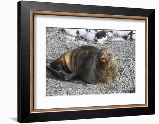 Antarctic fur seal (Arctocephalus gazella), Gourdin Island, Antarctica, Polar Regions-Michael Runkel-Framed Photographic Print