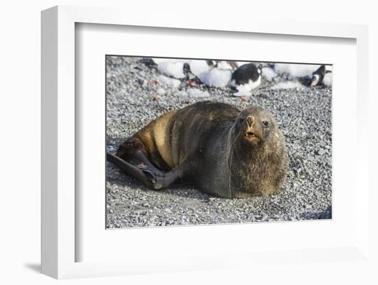 Antarctic fur seal (Arctocephalus gazella), Gourdin Island, Antarctica, Polar Regions-Michael Runkel-Framed Photographic Print