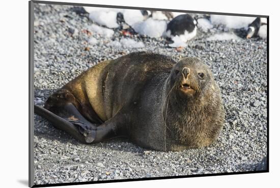 Antarctic fur seal (Arctocephalus gazella), Gourdin Island, Antarctica, Polar Regions-Michael Runkel-Mounted Photographic Print