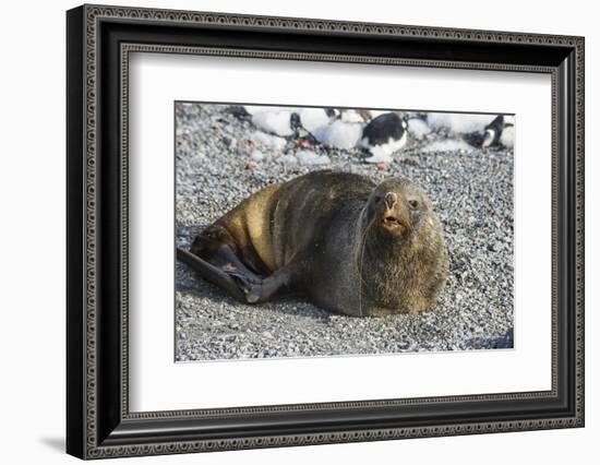 Antarctic fur seal (Arctocephalus gazella), Gourdin Island, Antarctica, Polar Regions-Michael Runkel-Framed Photographic Print