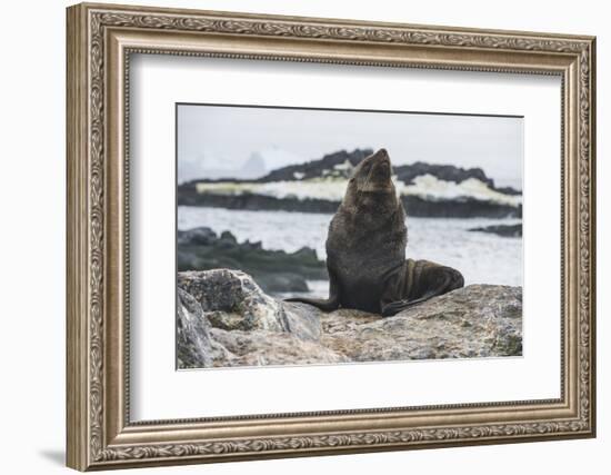 Antarctic fur seal (Arctocephalus gazella), Gourdin Island, Antarctica, Polar Regions-Michael Runkel-Framed Photographic Print