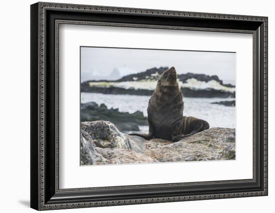 Antarctic fur seal (Arctocephalus gazella), Gourdin Island, Antarctica, Polar Regions-Michael Runkel-Framed Photographic Print