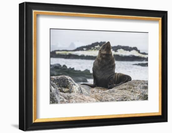 Antarctic fur seal (Arctocephalus gazella), Gourdin Island, Antarctica, Polar Regions-Michael Runkel-Framed Photographic Print