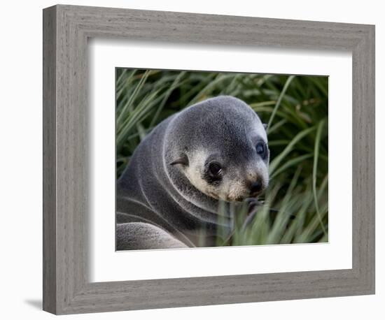 Antarctic Fur Seal (Arctocephalus Gazella), Husvik Island, Antarctic, Polar Regions-Thorsten Milse-Framed Photographic Print