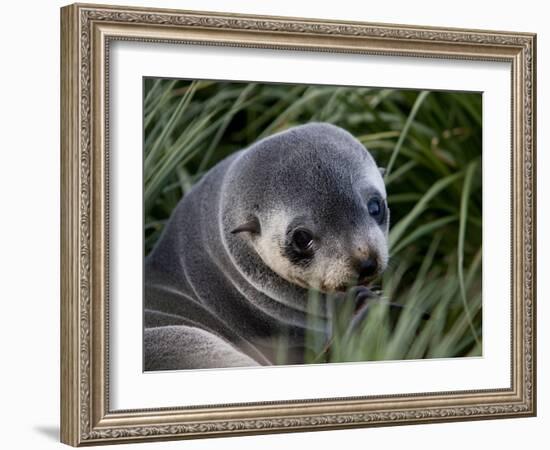 Antarctic Fur Seal (Arctocephalus Gazella), Husvik Island, Antarctic, Polar Regions-Thorsten Milse-Framed Photographic Print
