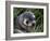 Antarctic Fur Seal (Arctocephalus Gazella), Husvik Island, Antarctic, Polar Regions-Thorsten Milse-Framed Photographic Print