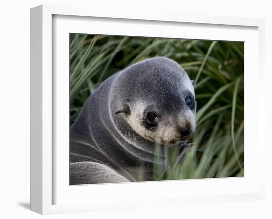 Antarctic Fur Seal (Arctocephalus Gazella), Husvik Island, Antarctic, Polar Regions-Thorsten Milse-Framed Photographic Print